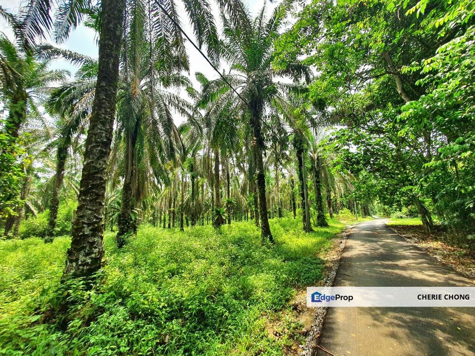 Slim Village Nice Agriculture Land for Sale , Perak, Tanjung Malim