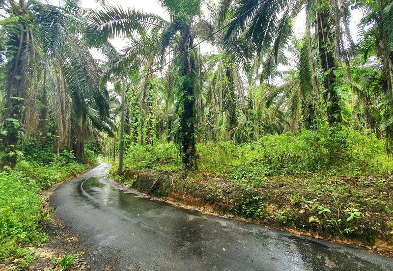 Slim Village Nice Agriculture Land for Sale 