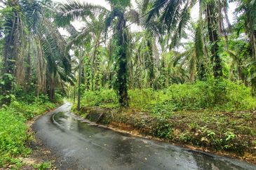 Slim Village Nice Agriculture Land for Sale 