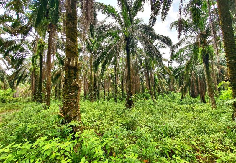 Slim Village Nice Agriculture Land for Sale 