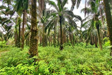 Slim Village Nice Agriculture Land for Sale 