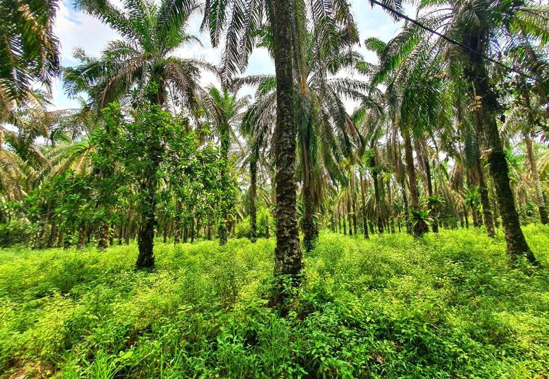 Slim Village Nice Agriculture Land for Sale 