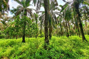 Slim Village Nice Agriculture Land for Sale 