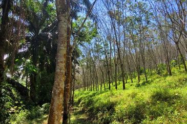 Sungai Siput Nice Agriculture Land for Sale 