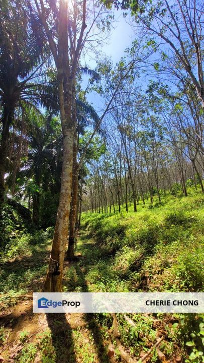 Sungai Siput Nice Agriculture Land for Sale , Perak, Kuala Kangsar