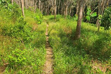 Sungai Siput Nice Agriculture Land for Sale 