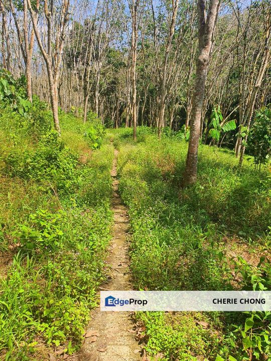 Sungai Siput Nice Agriculture Land for Sale , Perak, Kuala Kangsar