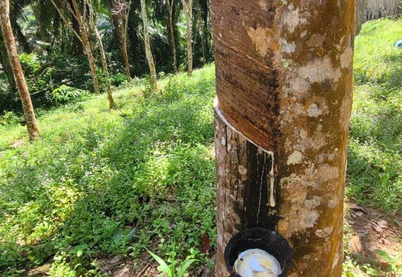 Sungai Siput Nice Agriculture Land for Sale 