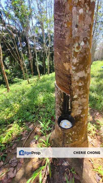 Sungai Siput Nice Agriculture Land for Sale , Perak, Kuala Kangsar