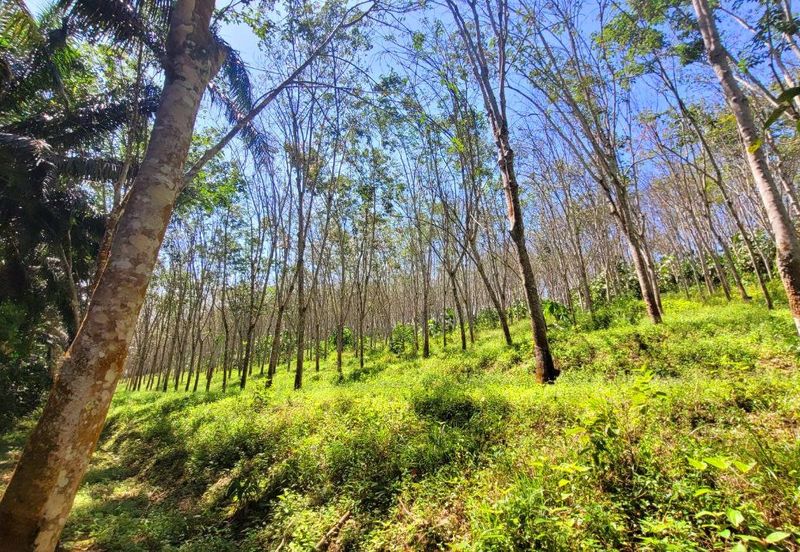 Sungai Siput Nice Agriculture Land for Sale 