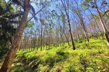 Sungai Siput Nice Agriculture Land for Sale 