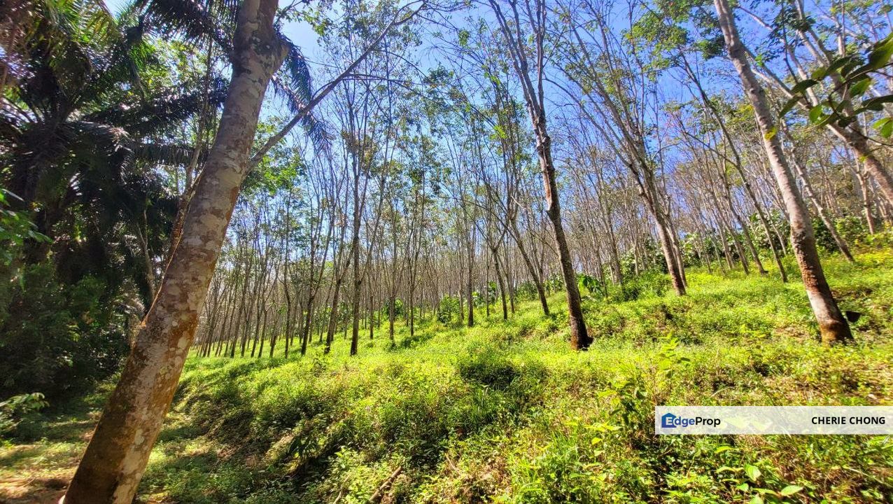 Sungai Siput Nice Agriculture Land for Sale , Perak, Kuala Kangsar