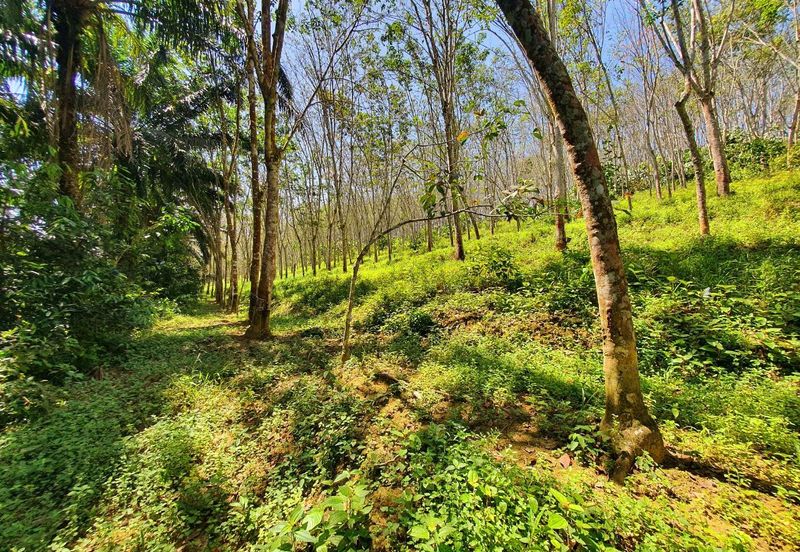 Sungai Siput Nice Agriculture Land for Sale 