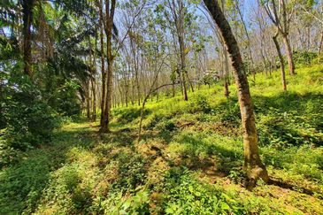 Sungai Siput Nice Agriculture Land for Sale 