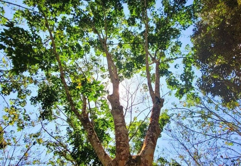 Sungai Siput Nice Agriculture Land for Sale 