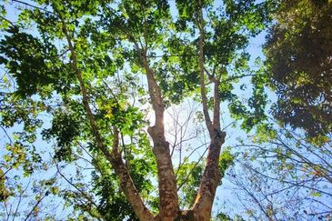 Sungai Siput Nice Agriculture Land for Sale 