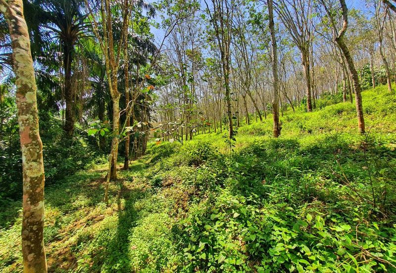 Sungai Siput Nice Agriculture Land for Sale 