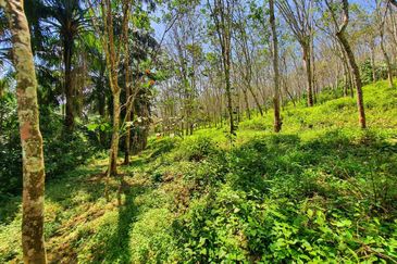 Sungai Siput Nice Agriculture Land for Sale 