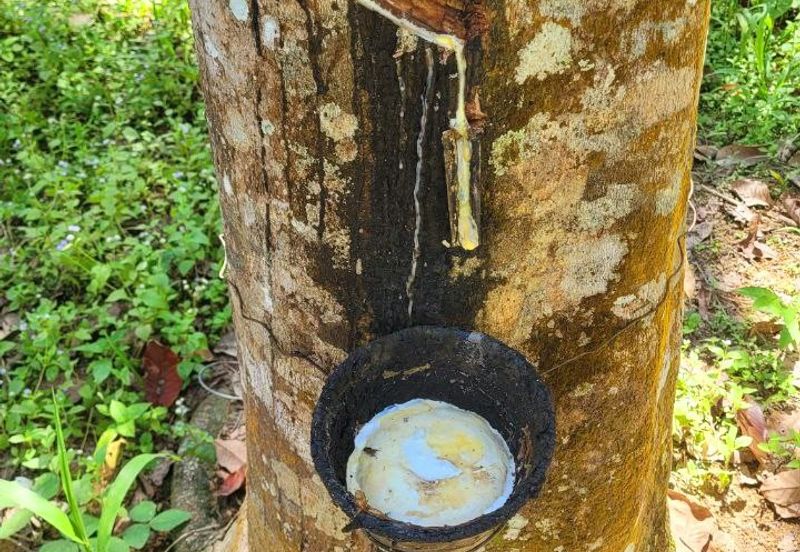 Sungai Siput Nice Agriculture Land for Sale 