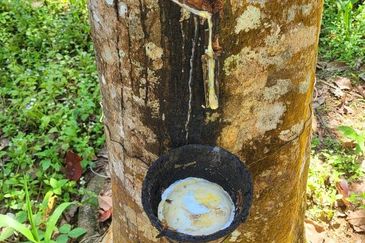 Sungai Siput Nice Agriculture Land for Sale 