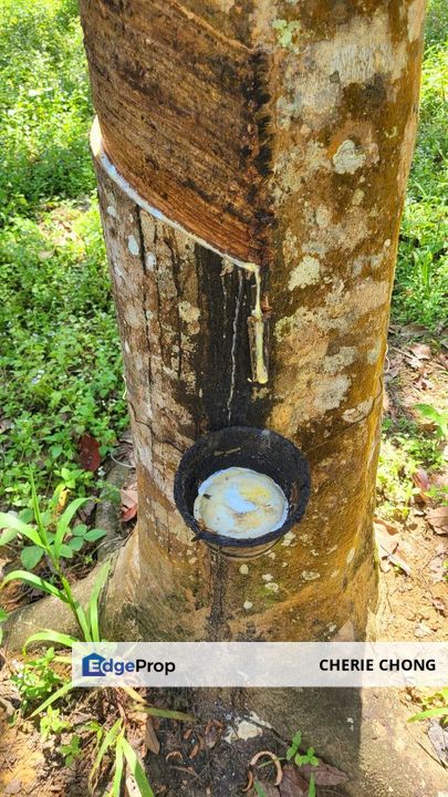 Sungai Siput Nice Agriculture Land for Sale , Perak, Kuala Kangsar