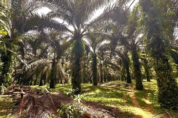 Bidor Nice Agriculture Land for Sale 