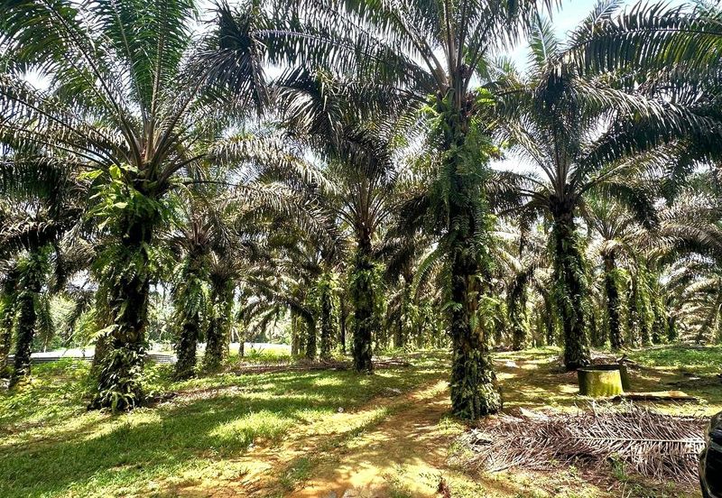 Bidor Nice Agriculture Land for Sale 