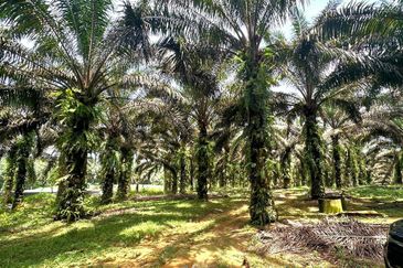 Bidor Nice Agriculture Land for Sale 