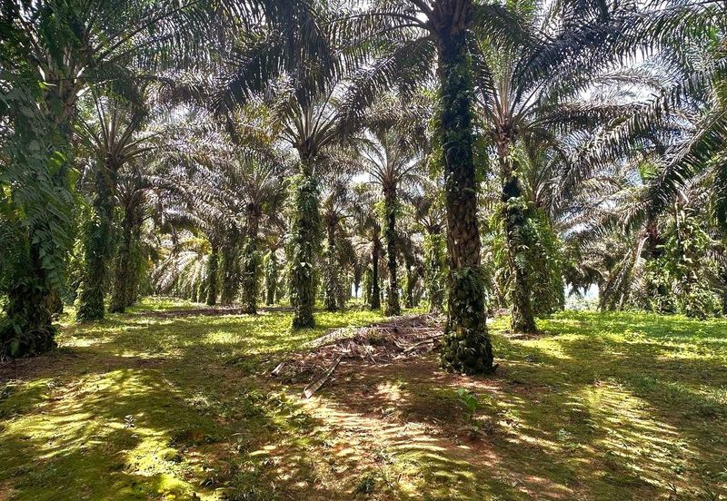 Bidor Nice Agriculture Land for Sale 