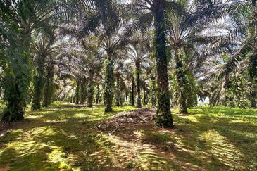 Bidor Nice Agriculture Land for Sale 