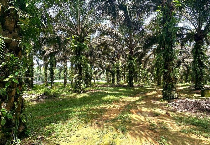 Bidor Nice Agriculture Land for Sale 