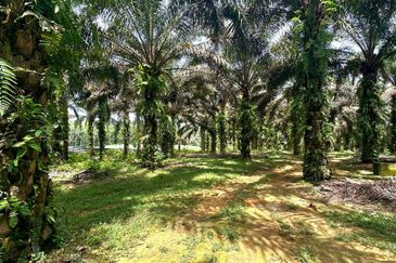 Bidor Nice Agriculture Land for Sale 