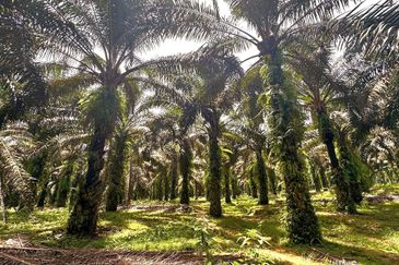 Bidor Nice Agriculture Land for Sale 