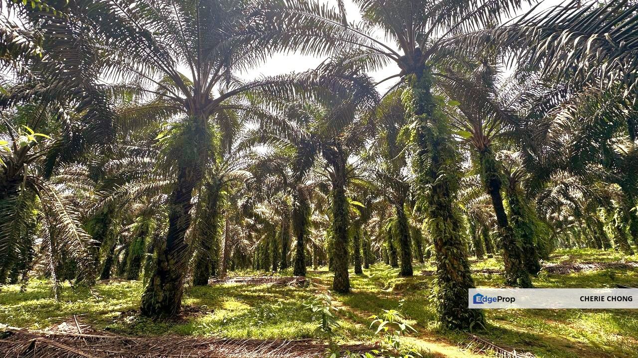 Bidor Nice Agriculture Land for Sale , Perak, Tapah