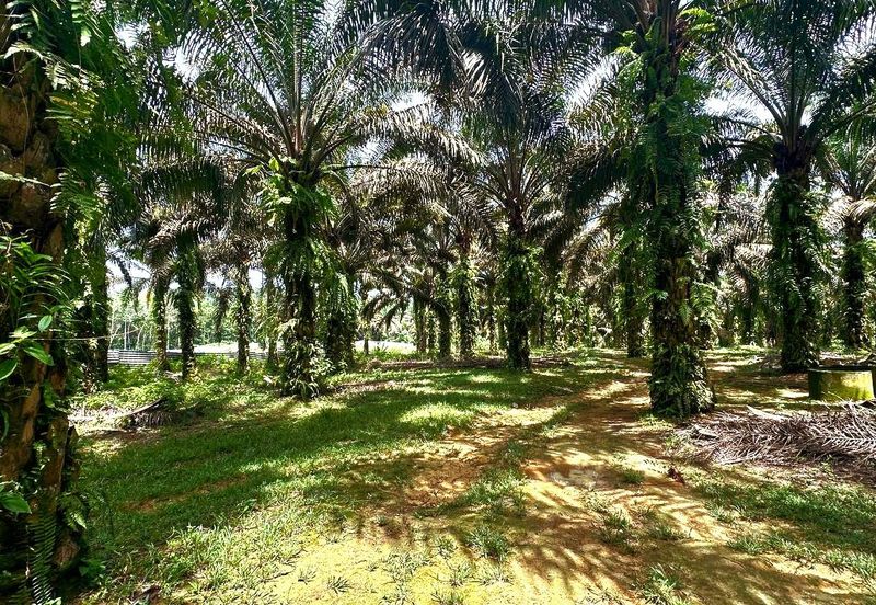 Bidor Nice Agriculture Land for Sale 