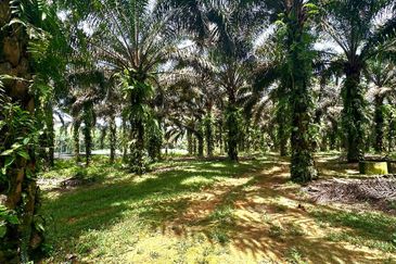 Bidor Nice Agriculture Land for Sale 