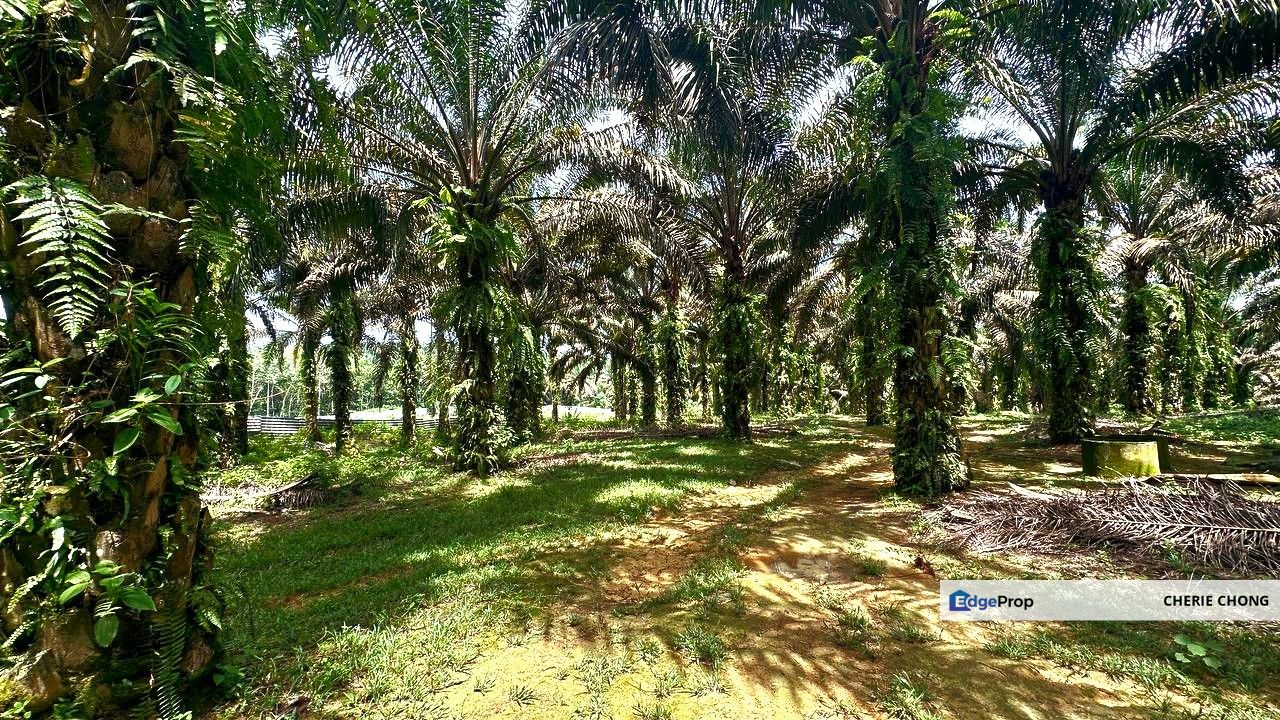 Bidor Nice Agriculture Land for Sale , Perak, Tapah