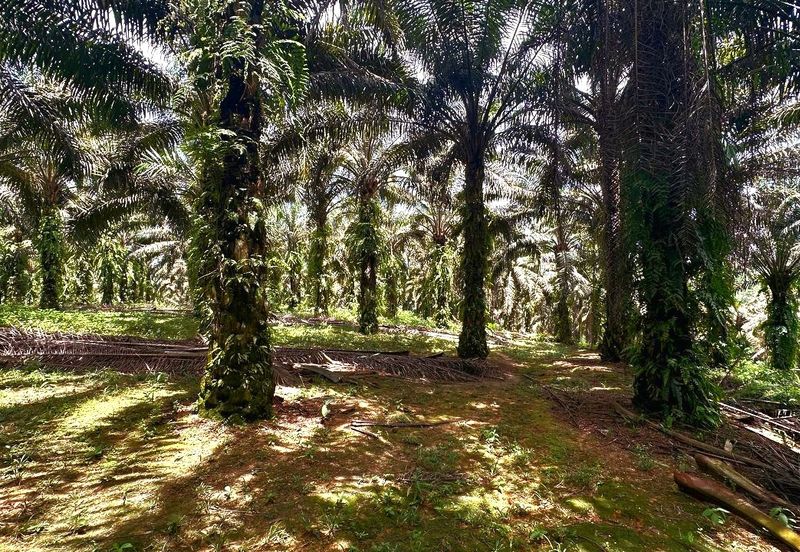 Bidor Nice Agriculture Land for Sale 