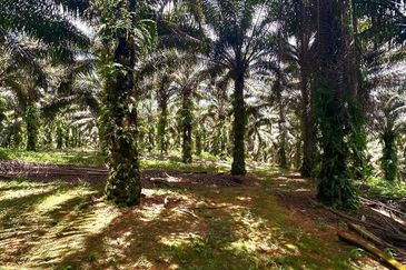 Bidor Nice Agriculture Land for Sale 