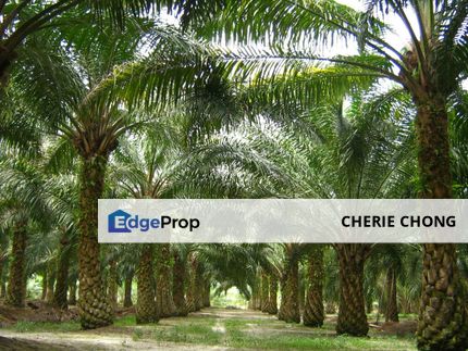 10 Acres Freehold Agro Land for Sale, Sungai Siput , Perak, Kuala Kangsar