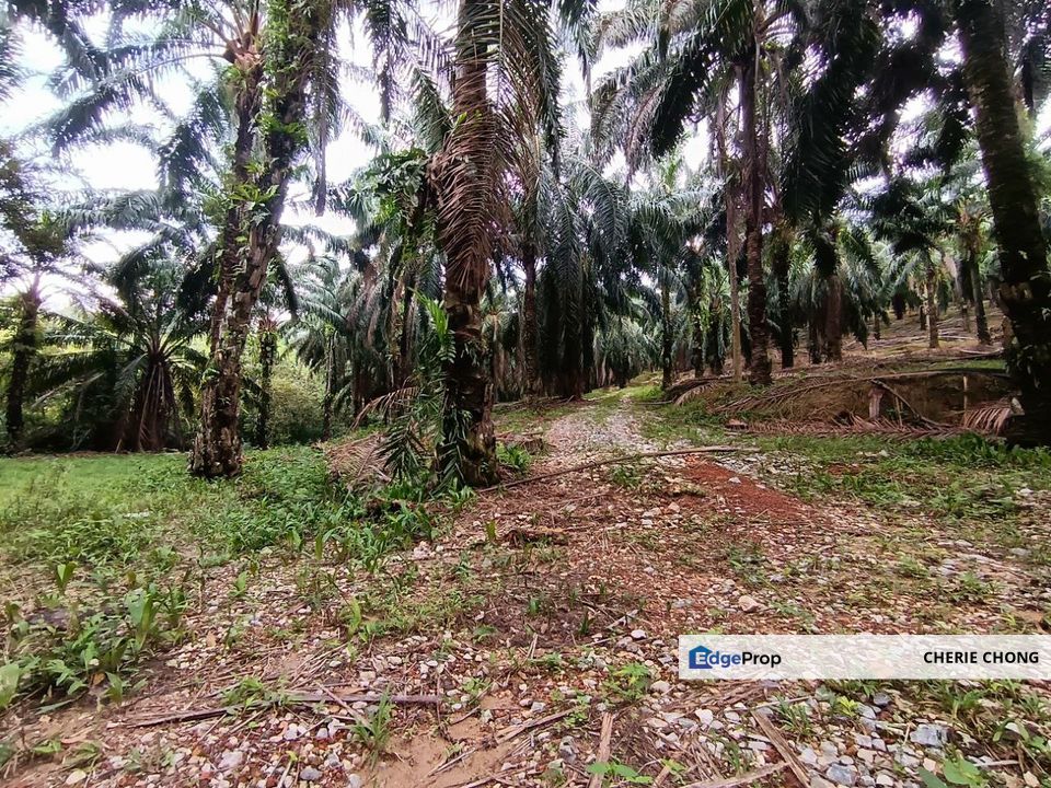 Batu Gajah, Siputeh Main Road Agricultural Land For Sale , Perak, Batu Gajah