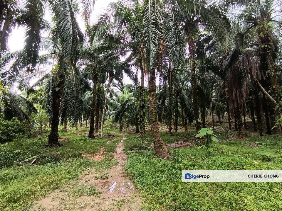 Batu Gajah, Siputeh Main Road Agricultural Land For Sale , Perak, Batu Gajah