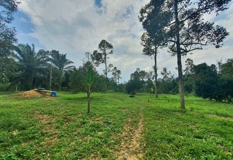 Kuala Kangsar Freehold Cheap, Value Buy Durian Farm For Sale 