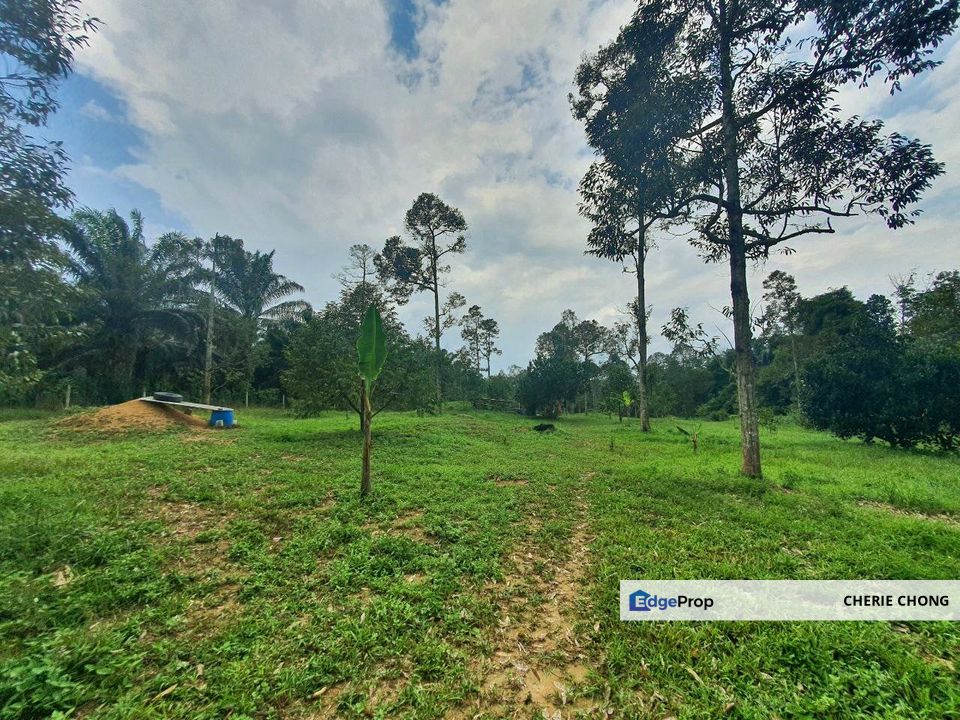 Kuala Kangsar Freehold Cheap, Value Buy Durian Farm For Sale , Perak, Ipoh