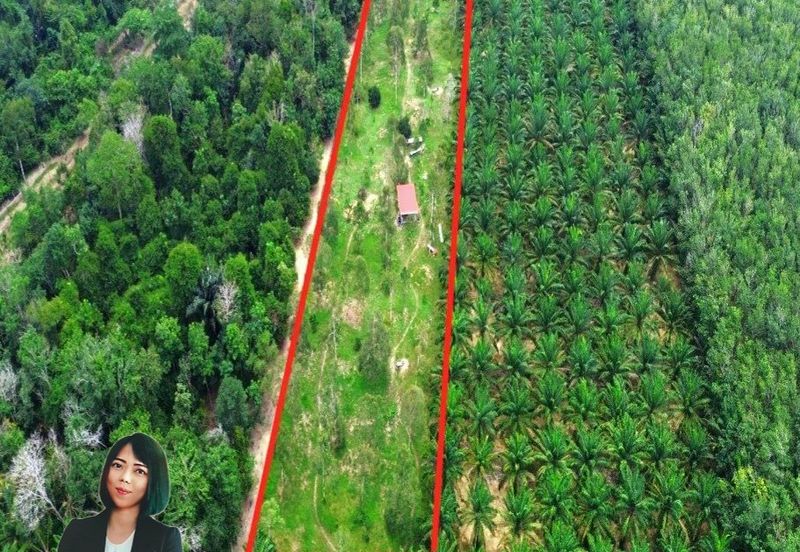 Kuala Kangsar Freehold Cheap, Value Buy Durian Farm For Sale 