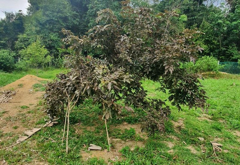 Kuala Kangsar Freehold Cheap, Value Buy Durian Farm For Sale 