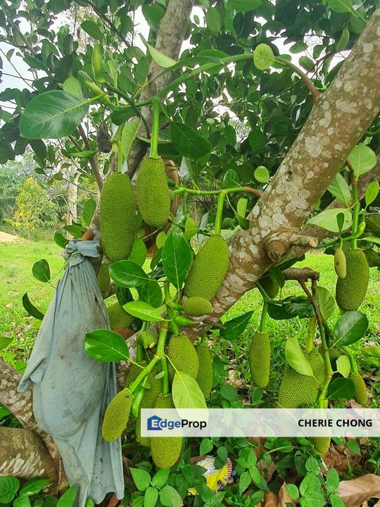 Kuala Kangsar Freehold Cheap, Value Buy Durian Farm For Sale , Perak, Ipoh