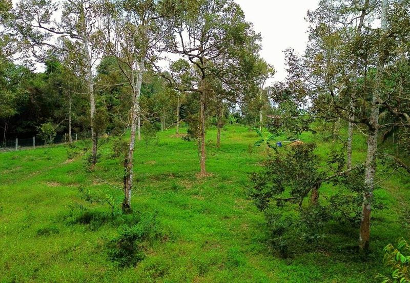 Kuala Kangsar Freehold Cheap, Value Buy Durian Farm For Sale 