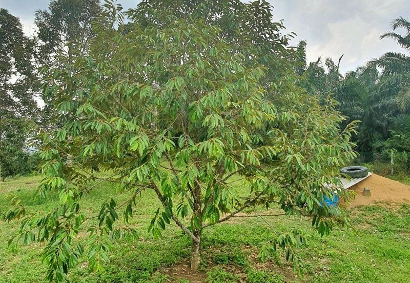 Kuala Kangsar Freehold Cheap, Value Buy Durian Farm For Sale 