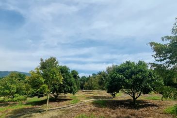 Kuala Kangsar, Manong Freehold Nice Durian Farm For Sale 